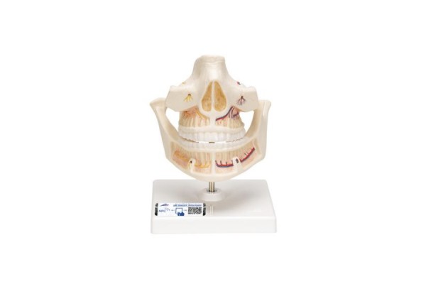model protezy zębowej dorosłego z nerwami i korzeniami - 1001247 [ve281] 3b scientific modele anatomiczne 2